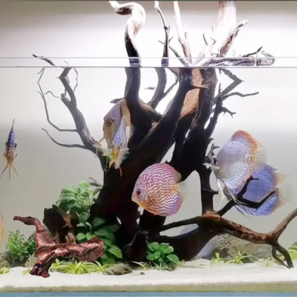 Creative Irregular Shape Coral - Aquarium Plants Live review and price