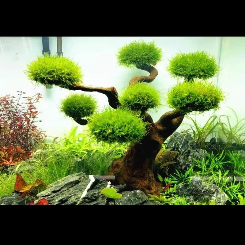 Aquarium Driftwood Landscaping - Aquarium Moss review and price