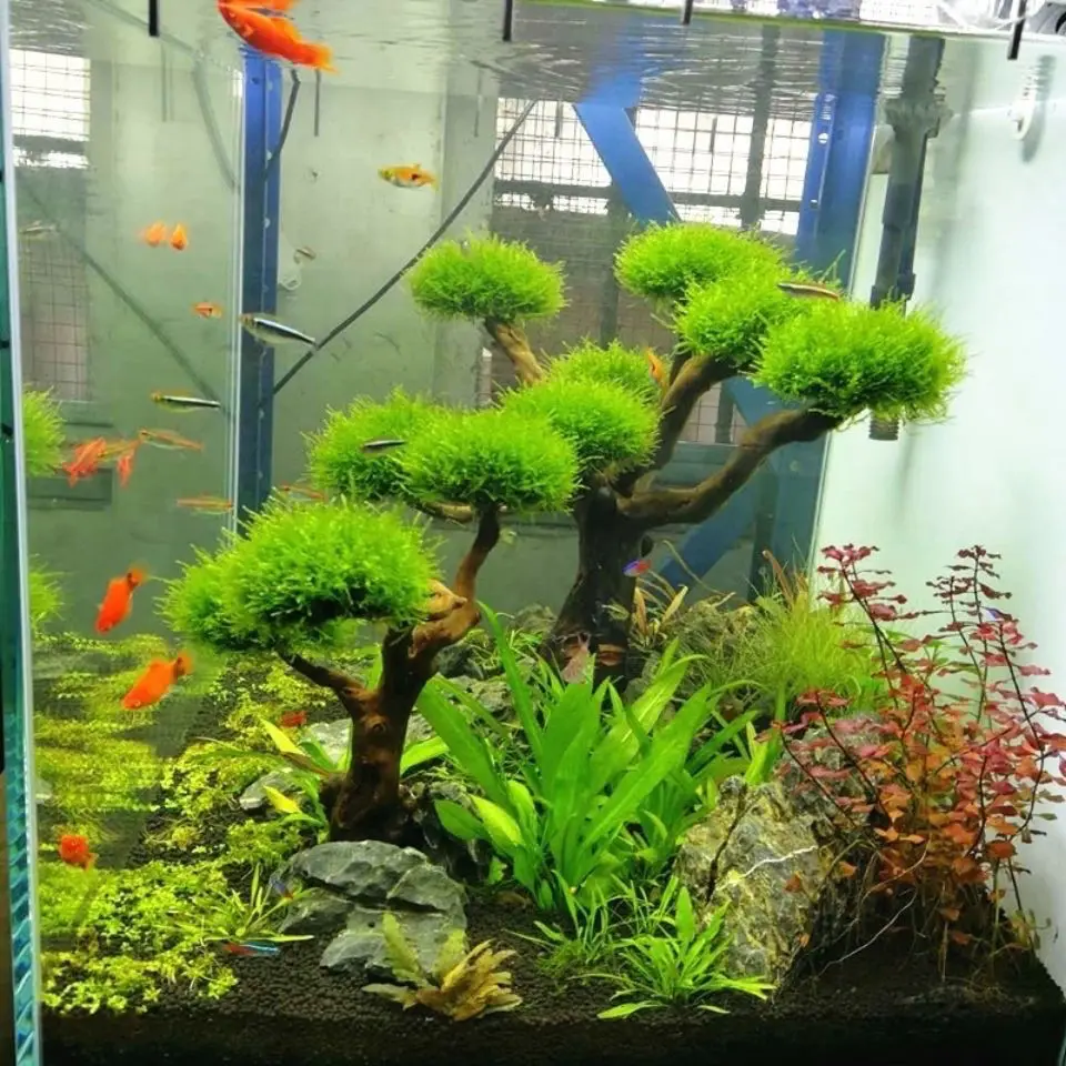 Aquarium Driftwood Landscaping - Aquarium Moss review and price